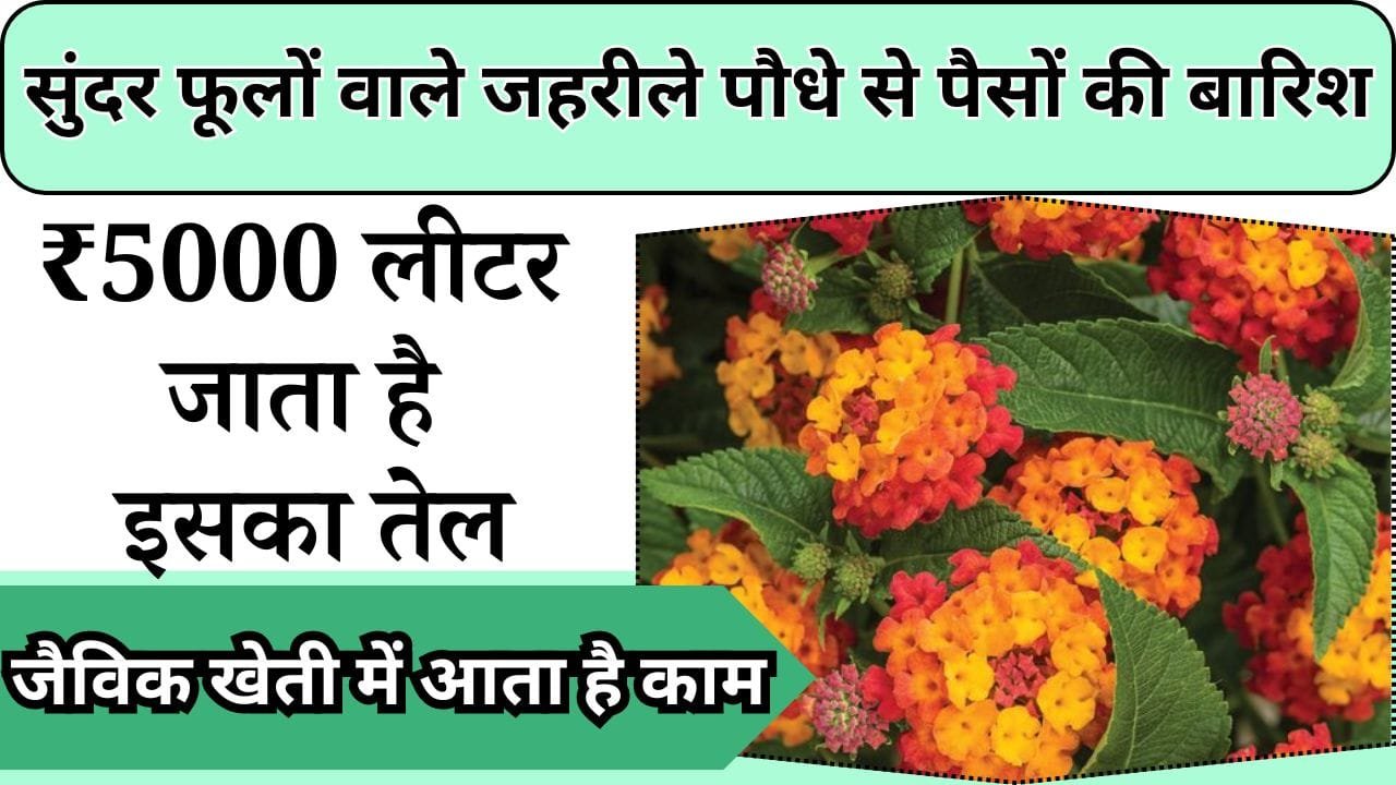 सुंदर फूलों वाले जहरीले पौधे से होगी पैसों की बारिश, ₹5000 लीटर जाता है इसका तेल, जैविक खेती में आता है काम