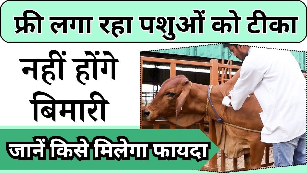 फ्री लगा रहा पशुओं को टीका, नहीं पकड़ेगी बिमारी, जानें किन पशुपालको को हो रहा फायदा