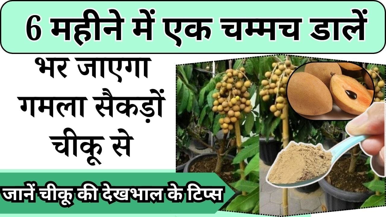 6 महीने में एक चम्मच डालें, भर जाएगा गमला सैकड़ों चीकू से, जानें चीकू की सुपर देखभाल के आसान टिप्स