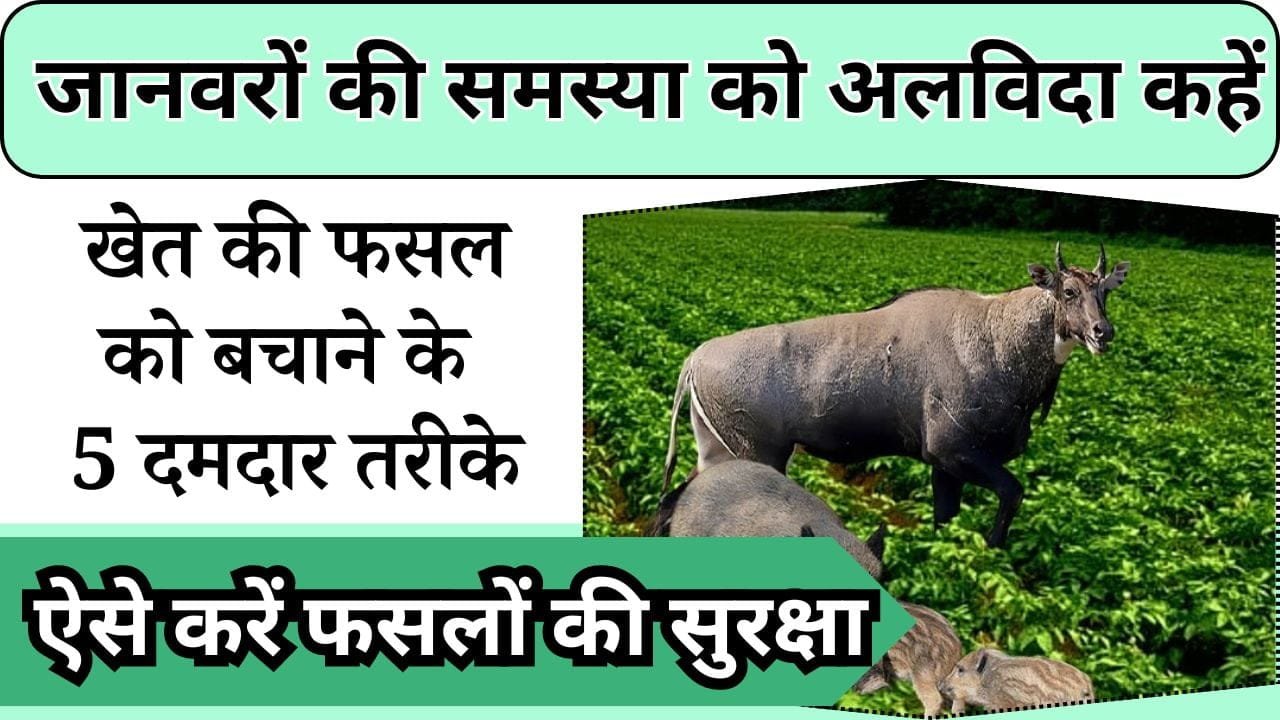 जानवरों की समस्या को अलविदा कहें, खेत की फसल को बचाने के 5 दमदार तरीके, ऐसे करें फसलों की सुरक्षा