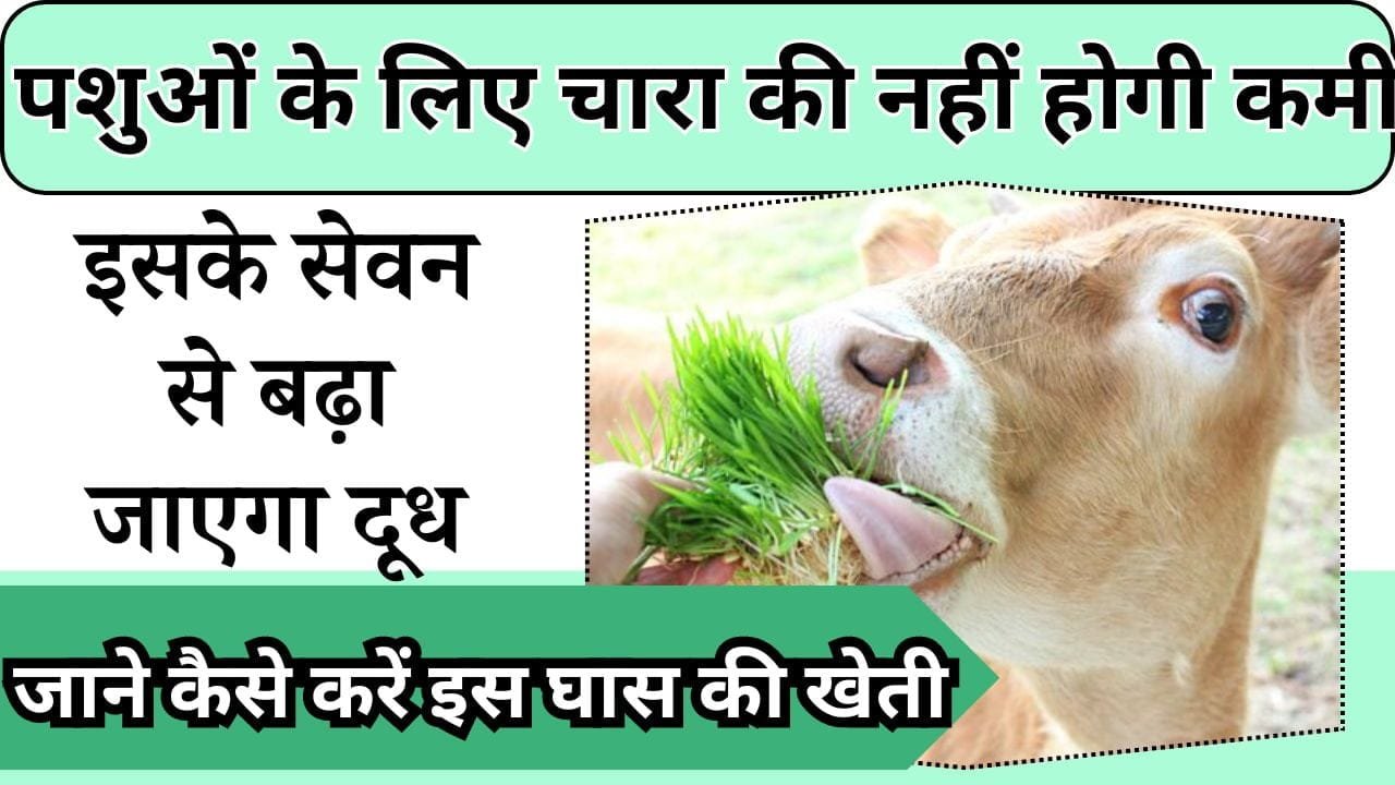 पशुओं के लिए चारा की नहीं होगी कमी, इसके सेवन से बढ़ जाएगा दूध, जाने कैसे करें इस घास की खेती