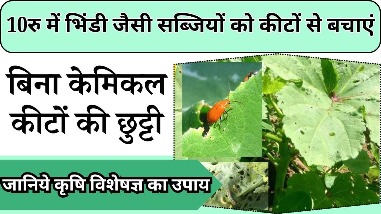 10रु में भिंडी जैसी सब्जियों को कीटों से बचाएं, बिना केमिकल कीटों की छुट्टी, जानिये कृषि विशेषज्ञ का उपाय