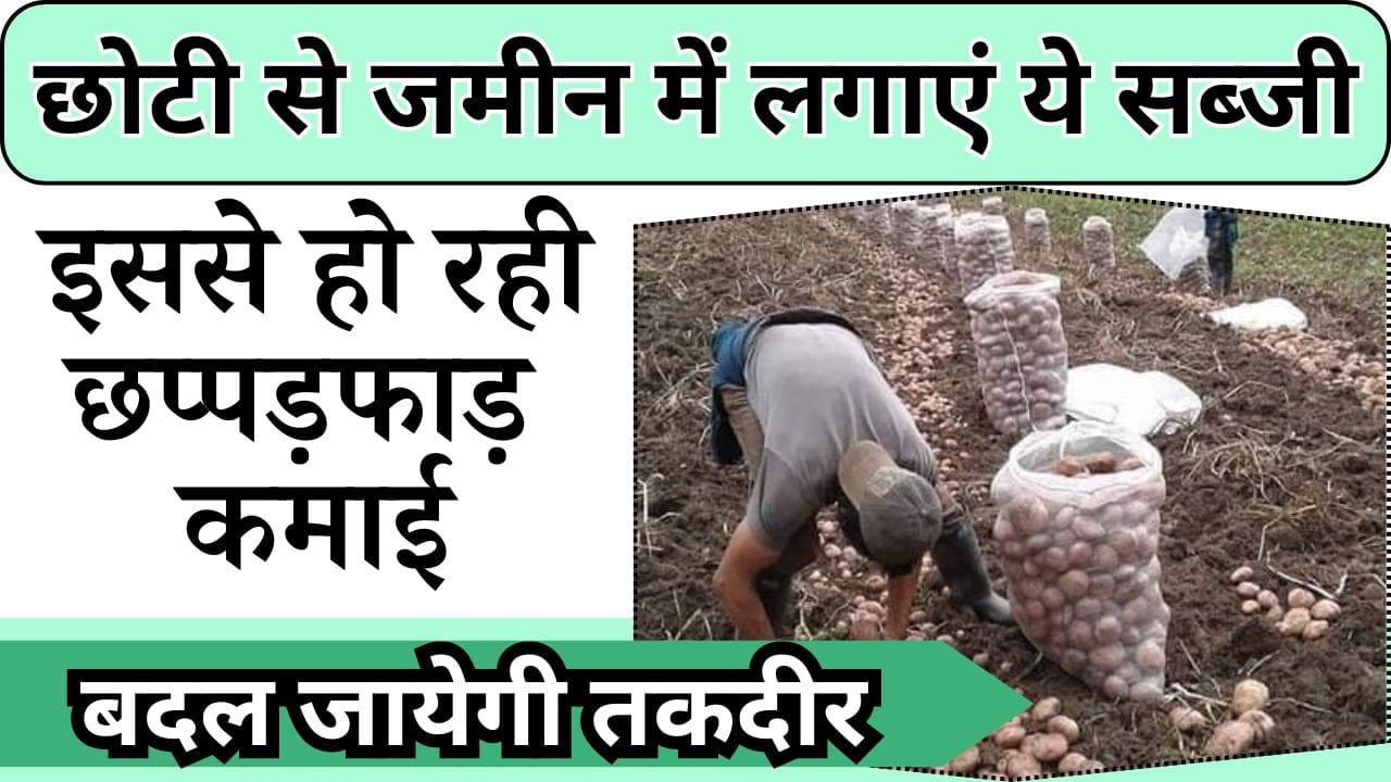 छोटी-सी जमीन में लगाएं ये सब्जी, बदल जायेगी तकदीर, इस खेती से किसान कर रहे छप्पड़फाड़ कमाई