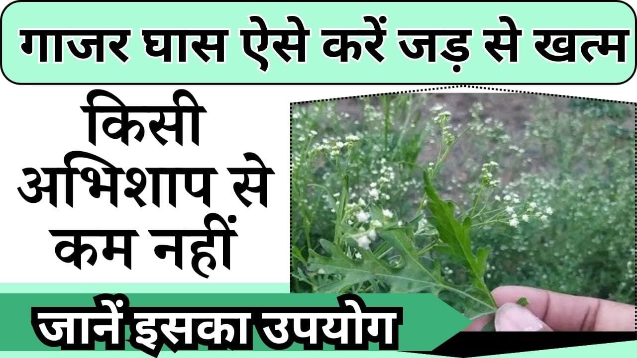 गाजर घास से हैं परेशान तो ऐसे करें जड़ से खत्म, किसी अभिशाप से कम नहीं है ये घास, जानें क्या है इसका उपयोग