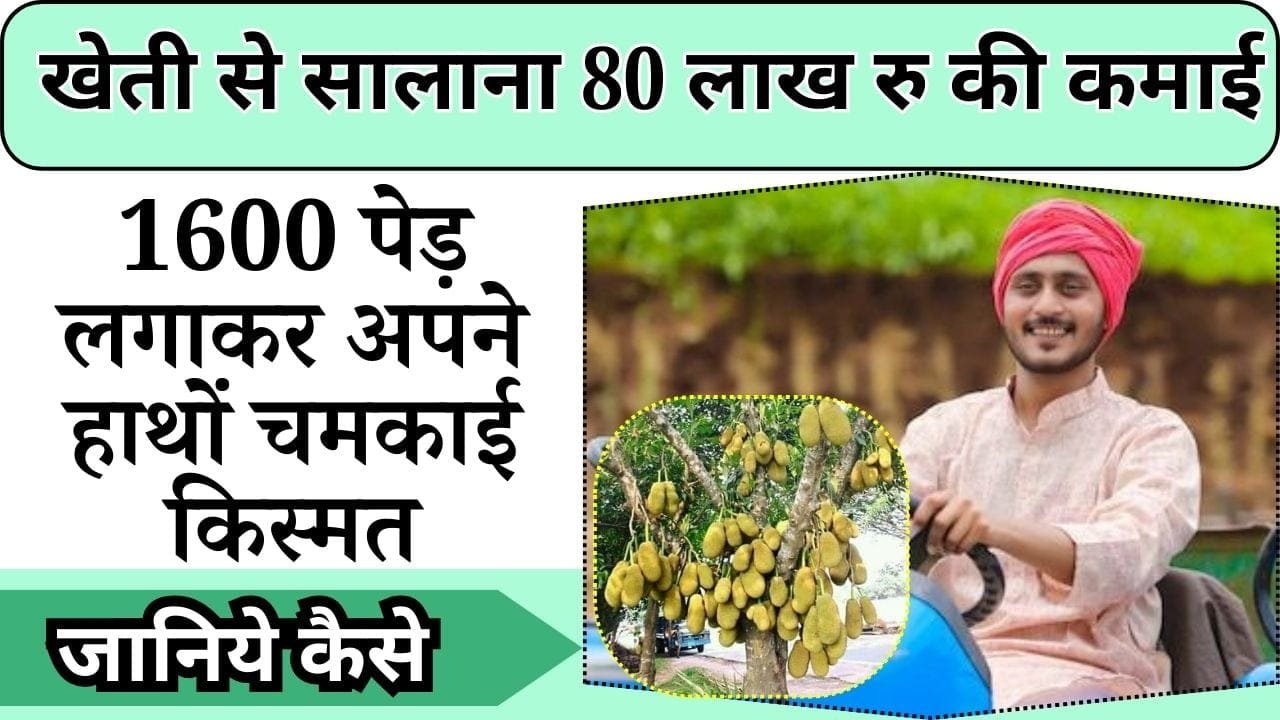 खेती से सालाना 80 लाख रुपए की कर रहे कमाई, 1600 पेड़ लगाकर अपने हाथों चमकाई किस्मत, जानिए कैसे