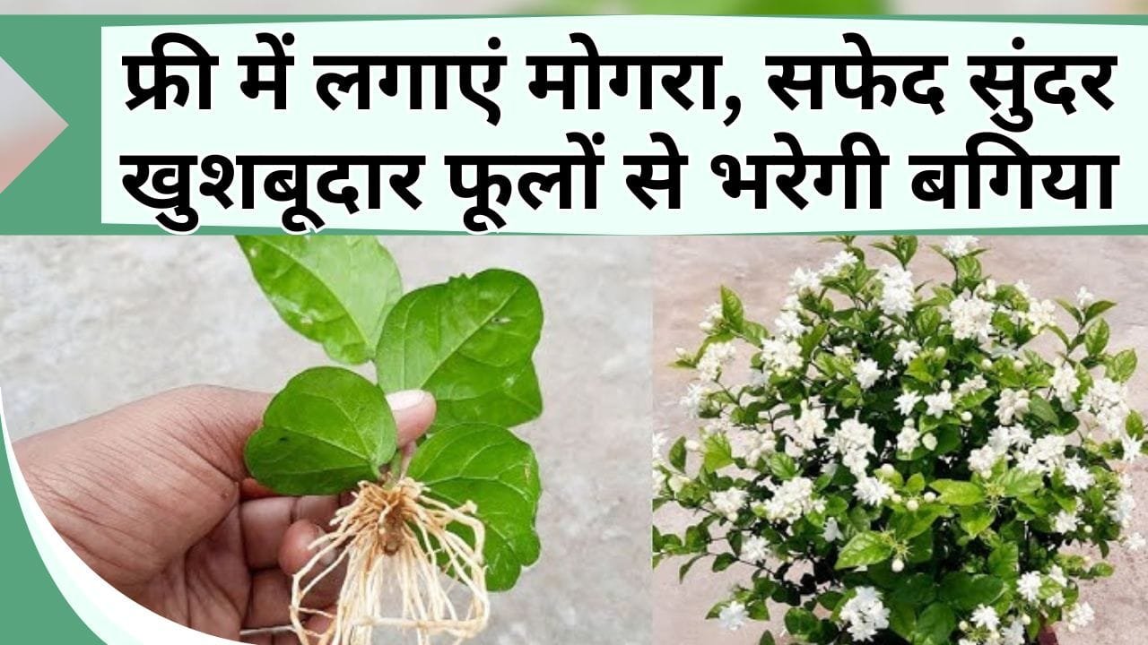 फ्री में लगाएं मोगरा, सफेद सुंदर खुशबूदार फूलों से भरेगी बगिया, जानें मोगरा कैसे लगाएं