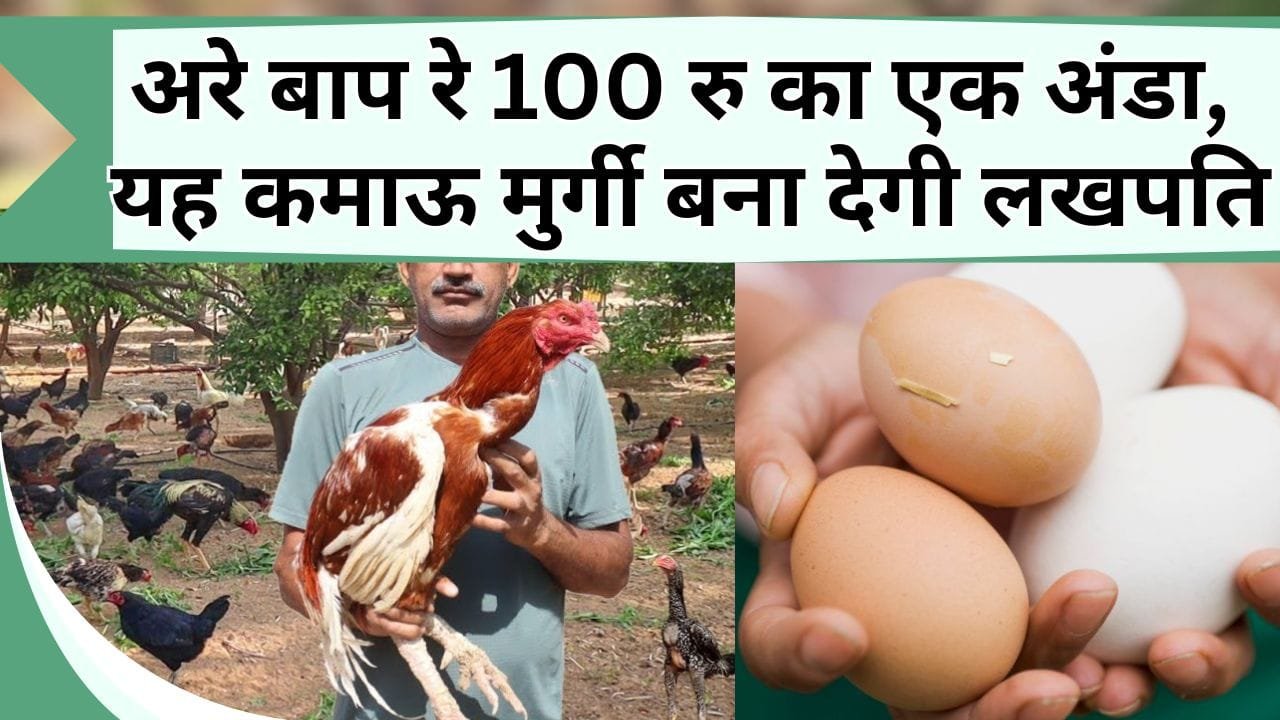 अरे बाप रे 100 रु का एक अंडा, इस कमाऊ मुर्गी का पालन करके बने लखपति, धन की वर्षा करा देगी ये मुर्गी