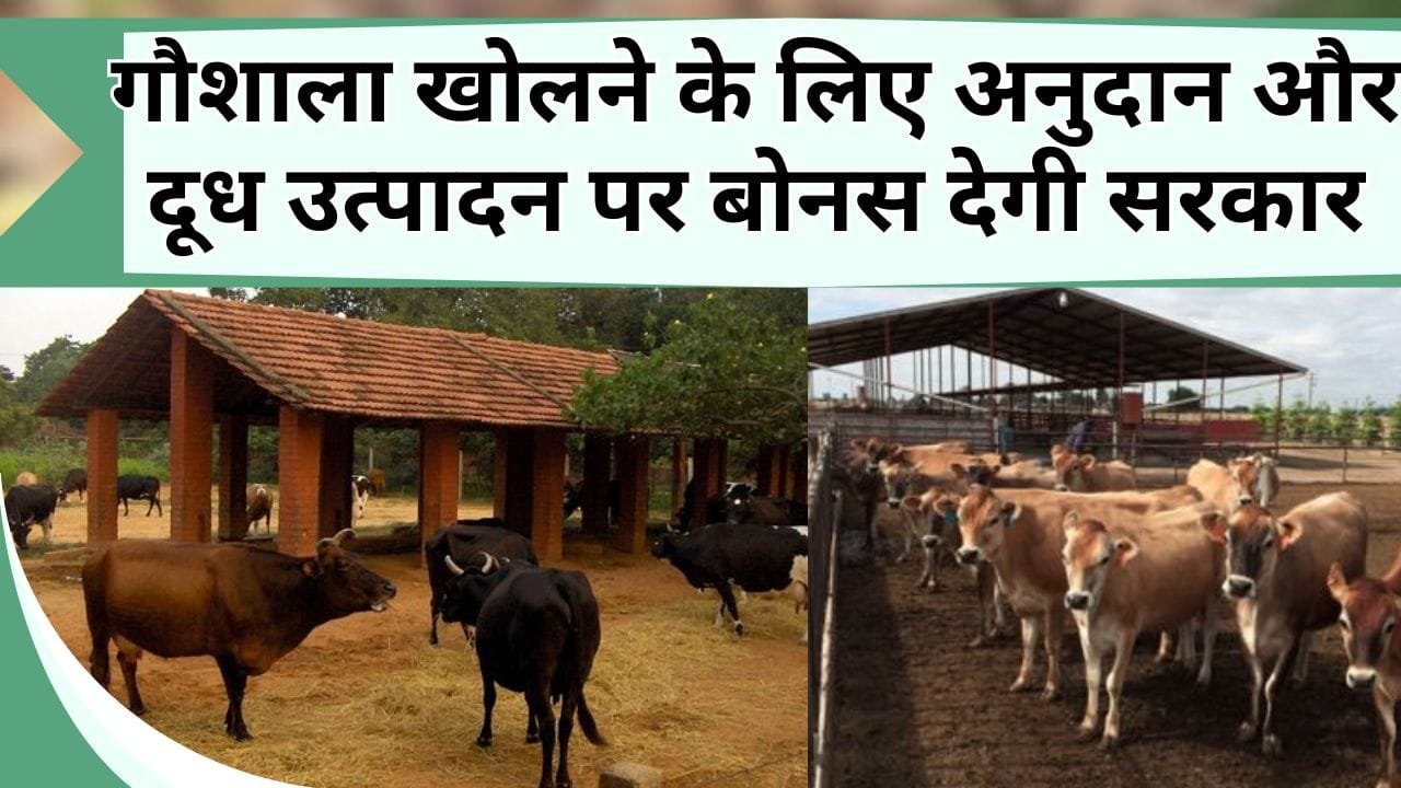 गौशाला खोलने के लिए अनुदान और दूध उत्पादन पर बोनस देगी सरकार, जानिये मुख्यमत्रीं की घोषणा