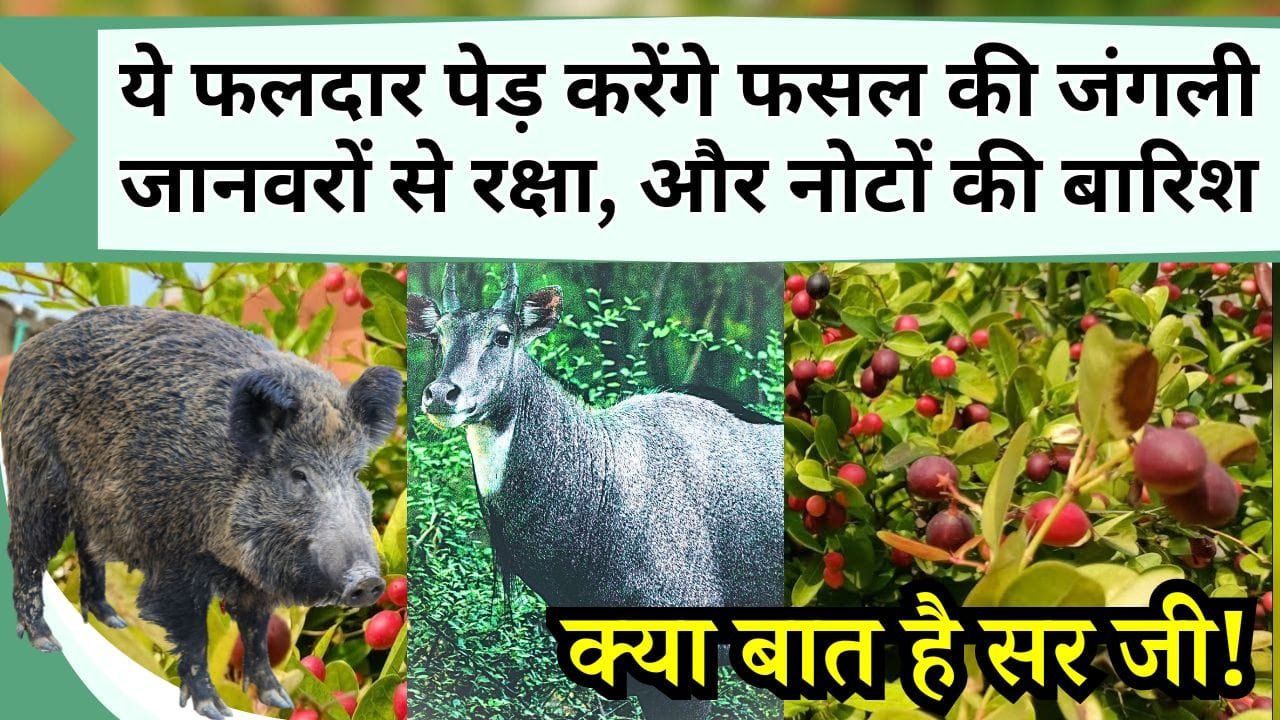 क्या बात है सर जी! ये फलदार पेड़ करेंगे फसल की जंगली जानवर से सुरक्षा, और नोटों की बारिश, जानें इसके फायदे