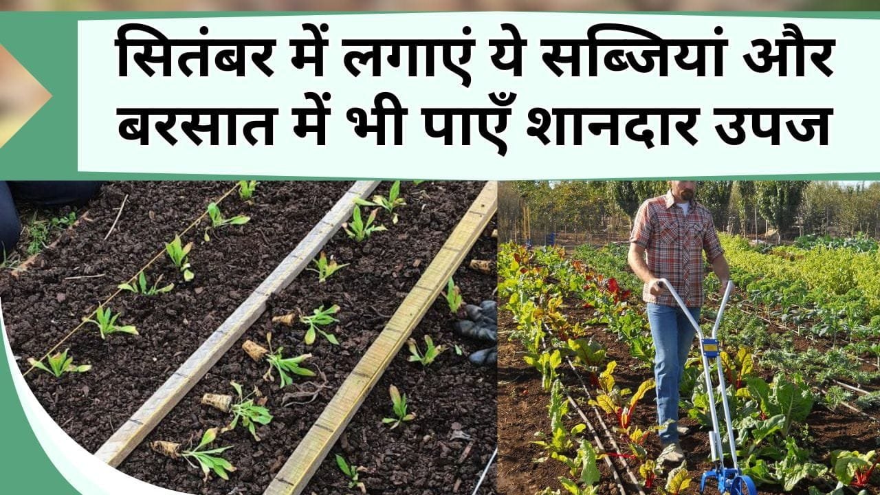 सितंबर में लगाएं ये सब्जियां और बरसात में भी पाएँ शानदार उपज, अपनाएं ये स्मार्ट खेती के तरीके