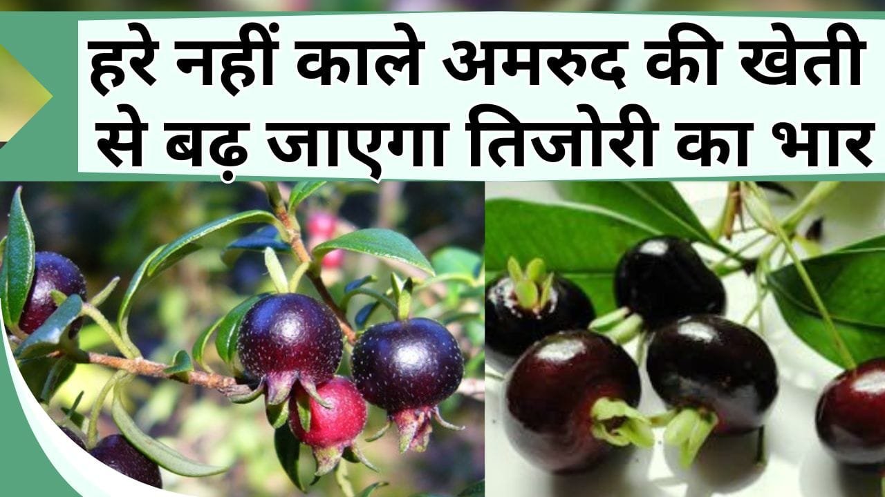हरे नहीं काले अमरुद की खेती से बदल जायेगी तिजोरी की तकदीर, पैसो की नहीं होगी कमी, जानिये इसकी खेती कैसे करें