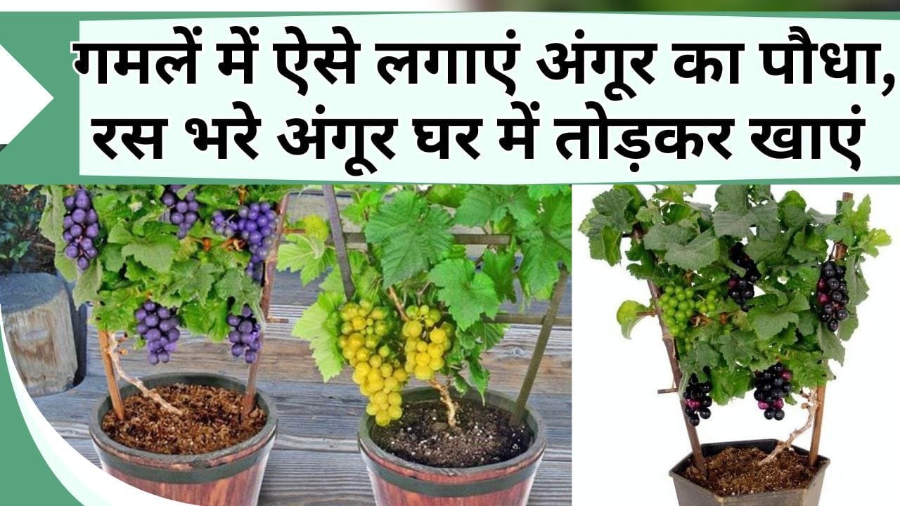गमलें में ऐसे लगाएं अंगूर का पौधा, देखने के वालों की लग जायेगी कतार, रस भरे अंगूर घर में तोड़कर खाएं