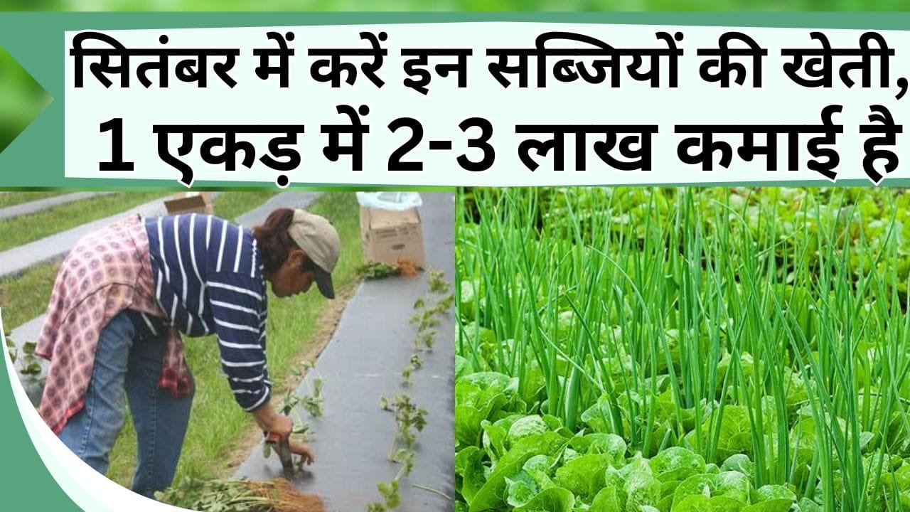 सितंबर में करें इन सब्जियों की खेती, धन की वर्षा होगी, जानिए 1 एकड़ से 2 से 3 लाख कमाने का फार्मूला