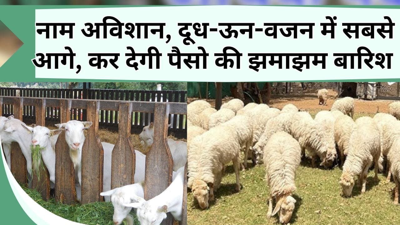 नाम अविशान, दूध-ऊन-वजन में सबसे आगे, इस कमाऊ भेड़ के पालन से पैसो की झमाझम होगी बारिश