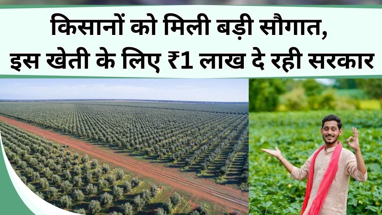 लाल सोने की खेती बना देगी लाखों का मालिक, सोने-चांदी के भाव बिकता है इसका फूल 6 महीने में बन जाओगे लखपति, जानिए कौन-सा फूल है