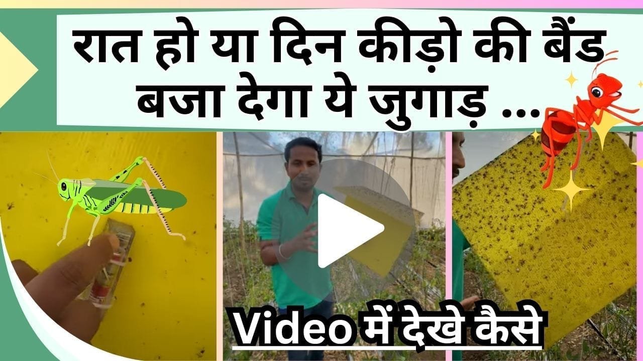 रात हो या दिन कीड़ो की बैंड बजा देगा ये जुगाड़, Video में देखे कैसे बिना केमिकल के होगा काम