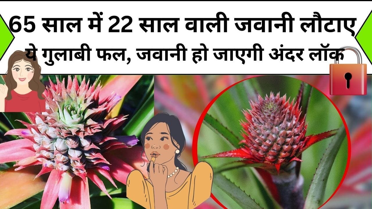 65 साल में 22 साल वाली जवानी लौटाए ये गुलाबी फल, डाइट में एक बार शामिल कर जवानी हो जाएगी आपके अंदर लॉक