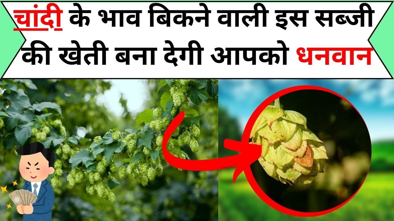 चांदी के भाव बिकने वाली इस सब्जी की खेती बना देगी आपको धनवान, कीमत जान उड़ जाएगी रातों की नींद