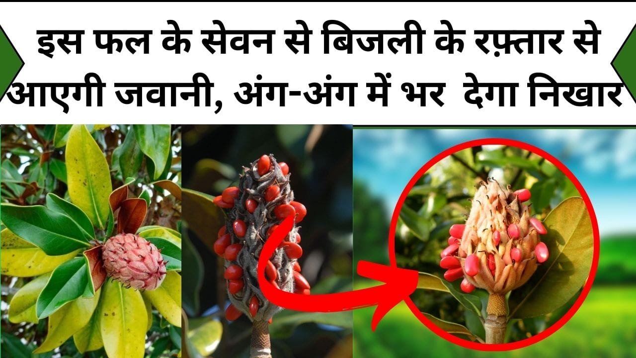 इस फल के सेवन से बिजली के रफ़्तार से आएगी जवानी, अंग-अंग में भर देगा निखार करे सैकड़ों बिमारियों दूर