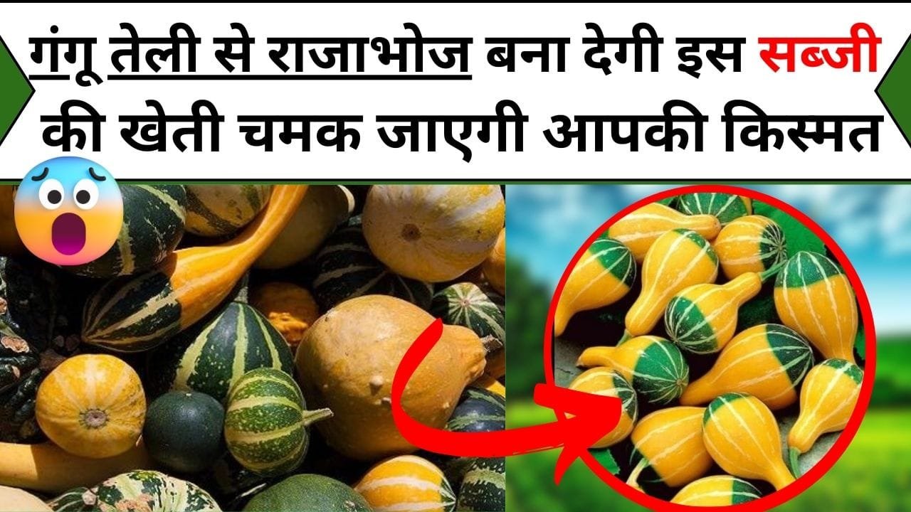 गंगू तेली से राजाभोज बना देगी इस सब्जी की खेती चमक जाएगी आपकी किस्मत, फायदे ऐसे की मुर्दे भी हो जायेगे जिंदा