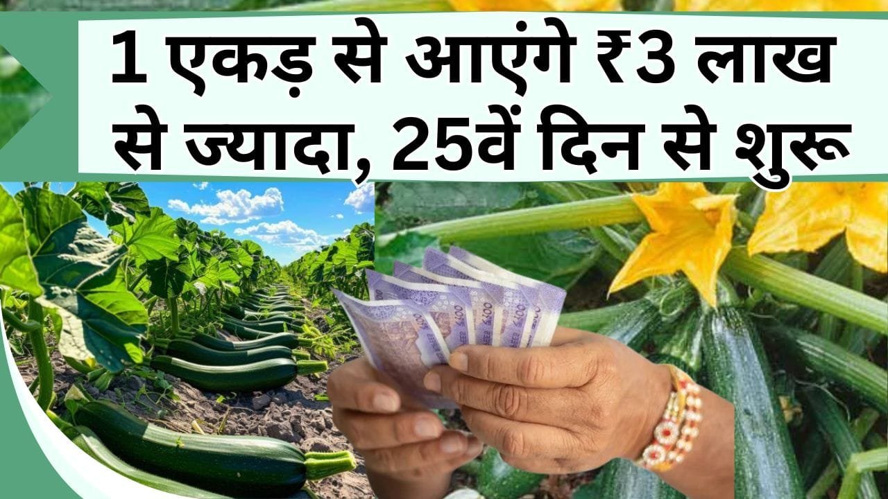 1 एकड़ से आएंगे ₹3 लाख से ज्यादा, 25 दिन बाद आने लगेंगे पैसे, जानिए किस फसल से बदल जाएगी तकदीर
