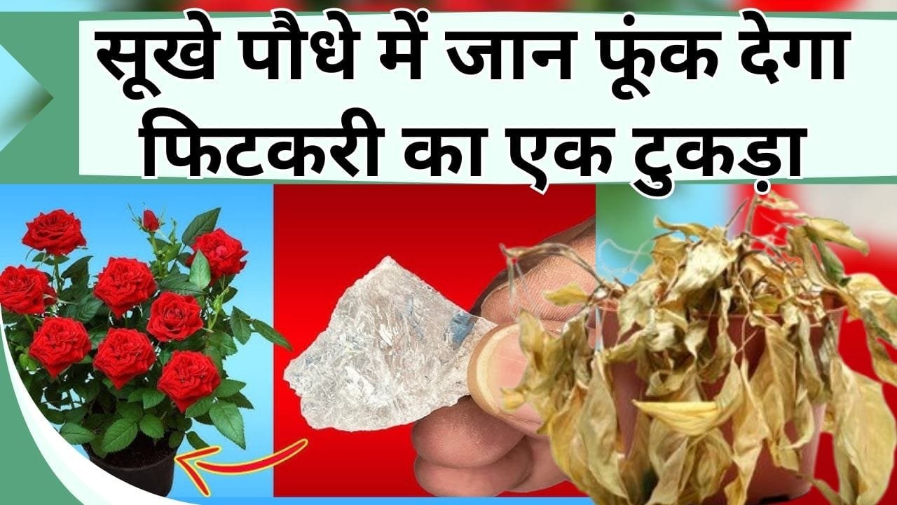 सूखे पौधे में जान फूंक देगा फिटकरी का एक छोटा टुकड़ा, जानिए कैसे करें इस्तेमाल