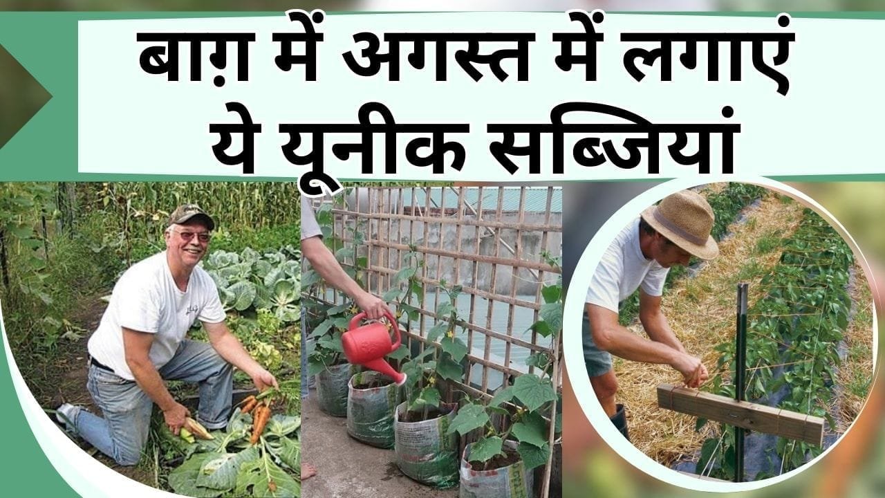 बाग़ में अगस्त में लगाएं यूनीक सब्जियां, हरी सब्जियां लेने बाजार नहीं जाना पड़ेगा