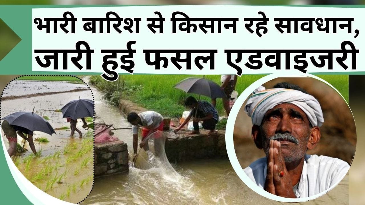 भारी बारिश से किसान रहे सावधान, जारी हुई फसल एडवाइजरी, खरीफ फसल वाले किसान पढ़े खबर