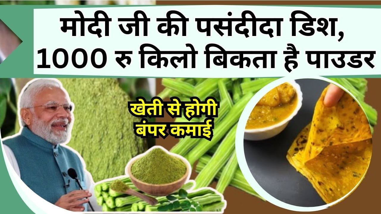 इन पत्तों से बनती है मोदी जी की पसंदीदा डिश, 1000 रुपये किलो बिकता है पाउडर, खेती से होगी बंपर कमाई