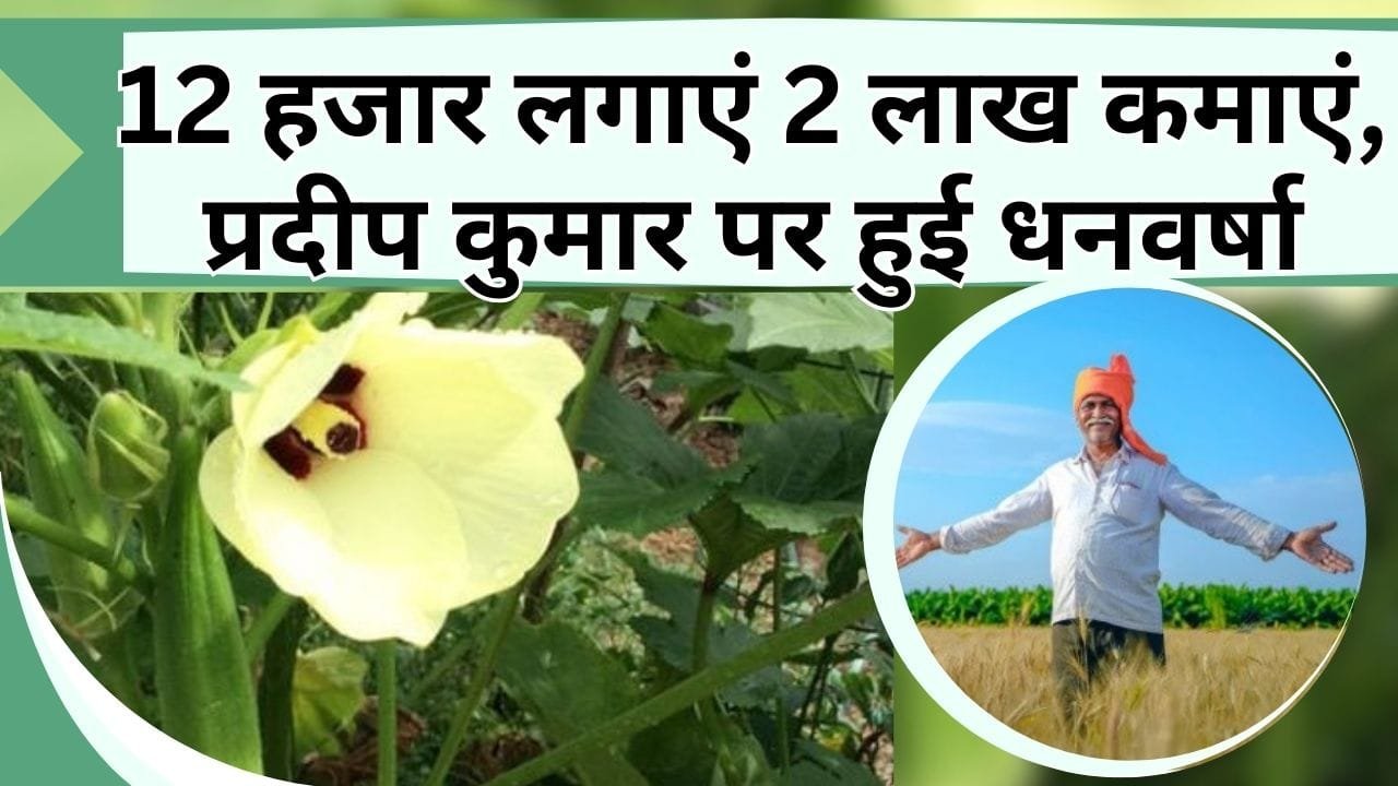 12 हजार लगाएं 2 लाख कमाएं, प्रदीप कुमार पर इस सब्जी की खेती से हुई धनवर्षा, जानिये कैसे और किसकी करते है खेती