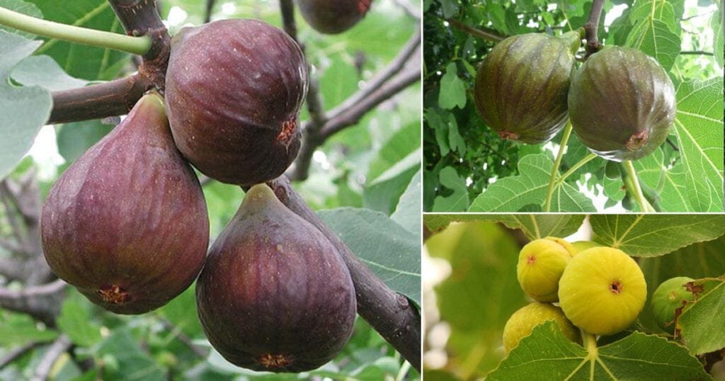 चमत्कारी फल की खेती से 3 महीने में बदल जाएगी किस्मत, 50 साल तक आता रहेगा पैसा, जानिए बढ़ती आमदनी का राज