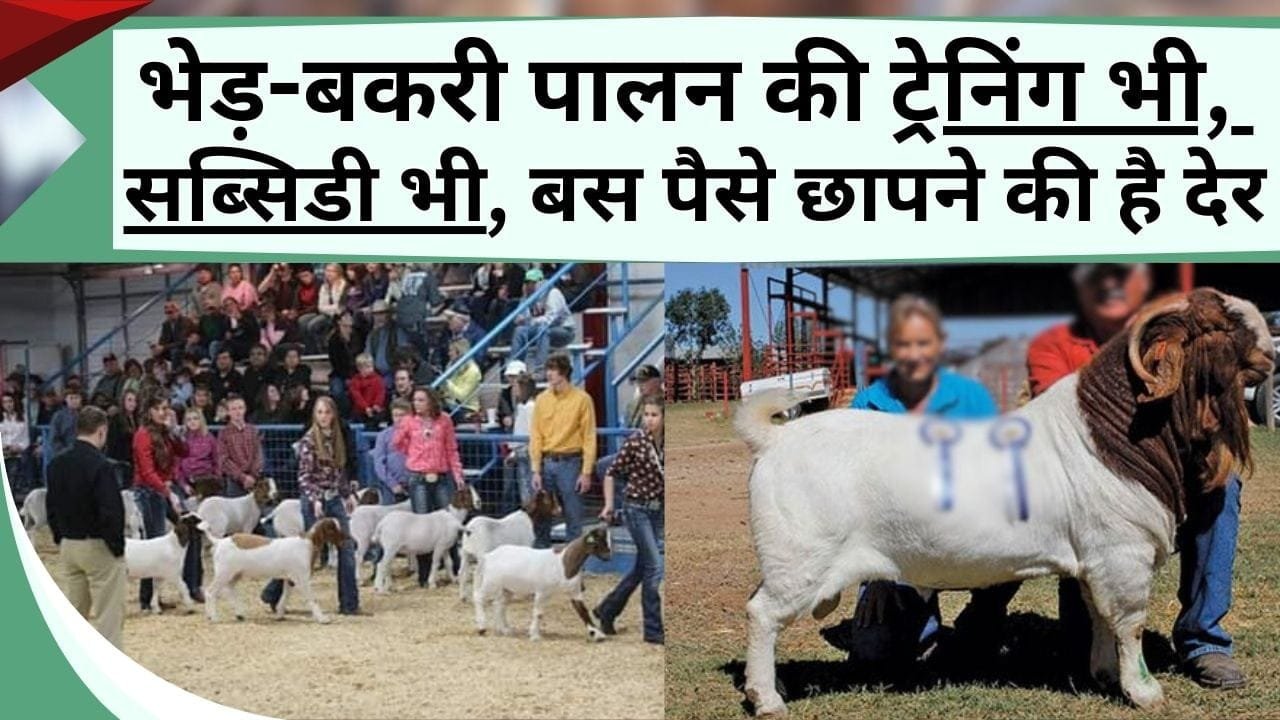 ट्रेनिंग भी, सब्सिडी भी, पैसे छापने की है देर, भेड़-बकरी पालन में कैसे करें कमाई, सरकार सिखाएगी पूरा काम ट्रेनिंग भी, सब्सिडी भी, पैसे छापने की है देर, भेड़-बकरी पालन में कैसे करें कमाई, सरकार सिखाएगी पूरा काम ट्रेनिंग भी, सब्सिडी भी, पैसे छापने की है देर, भेड़-बकरी पालन में कैसे करें कमाई, सरकार सिखाएगी पूरा काम ट्रेनिंग भी, सब्सिडी भी, पैसे छापने की है देर, भेड़-बकरी पालन में कैसे करें कमाई, सरकार सिखाएगी पूरा काम ट्रेनिंग भी, सब्सिडी भी, पैसे छापने की है देर, भेड़-बकरी पालन में कैसे करें कमाई, सरकार सिखाएगी पूरा काम