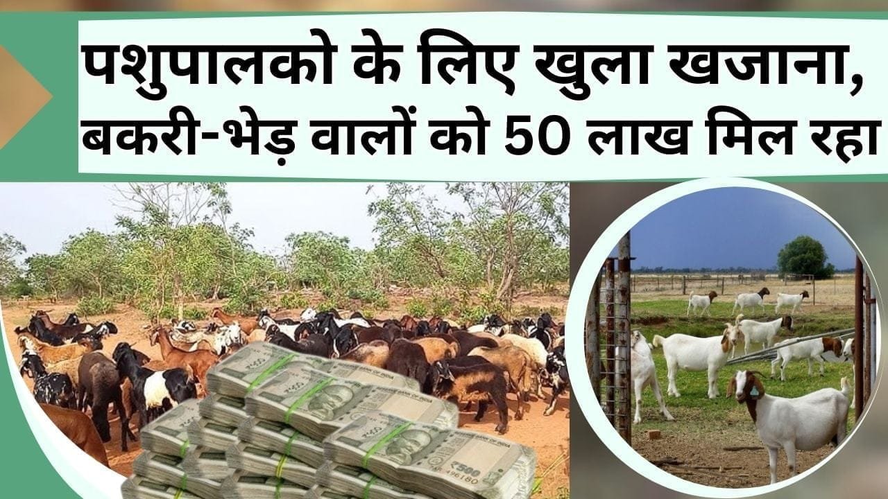 पशुपालको के लिए खुला खजाना, बकरी-भेड़ वालों को 50 लाख मिल रहा, जानें कहां से करना है आवेदन