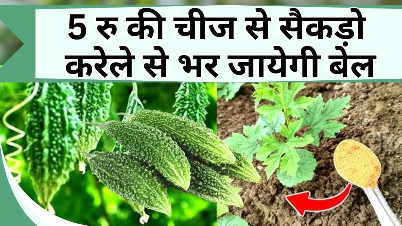 5 रु की चीज से सैकड़ो करेले से भर जायेगी बेल, जानें करेला लगाने का सही तरीका, जिससे ढेरों करेले मिले