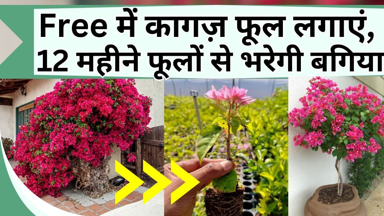 Free में कागज़ फूल लगाएं, 12 महीने फूलों से भरी रहेगी बगिया, आते-जाते हर कोई लेगा फोटो