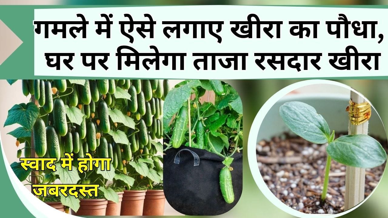 गमले में ऐसे लगाए खीरा का पौधा, घर पर मिलेगा ताजा रसदार खीरा, स्वाद में होगा जबरदस्त
