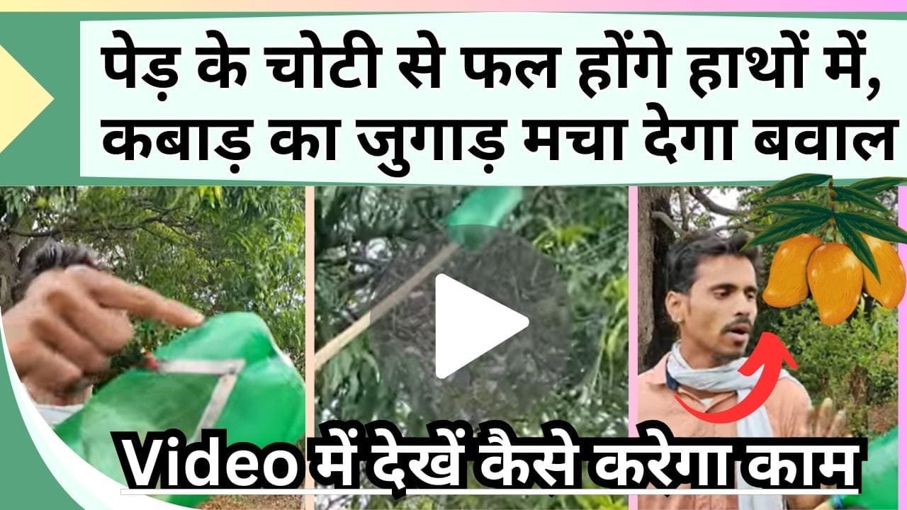 पेड़ के चोटी से फल होंगे हाथों में, कबाड़ का जुगाड़ मचा देगा बवाल, Video में देखें कैसे करेगा काम