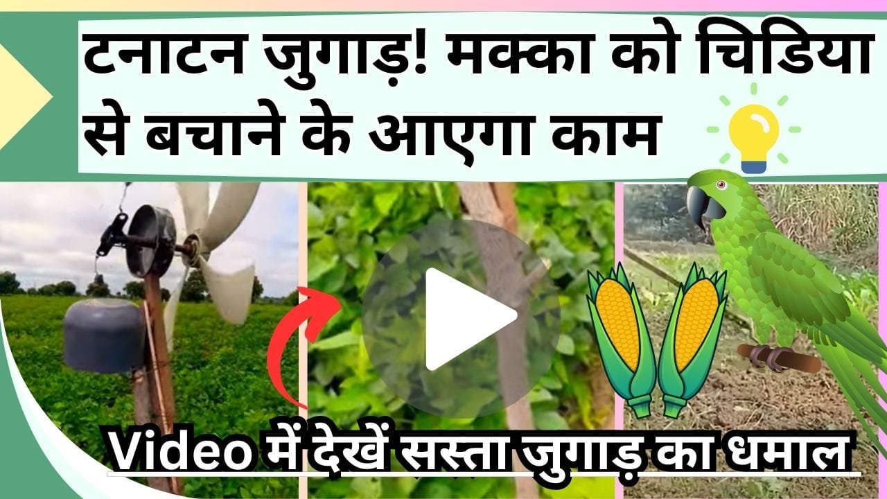 टनाटन जुगाड़, मक्का को चिडिया से बचाने के आएगा काम, Video में देखें सस्ता जुगाड़ कैसे करेगा धमाल