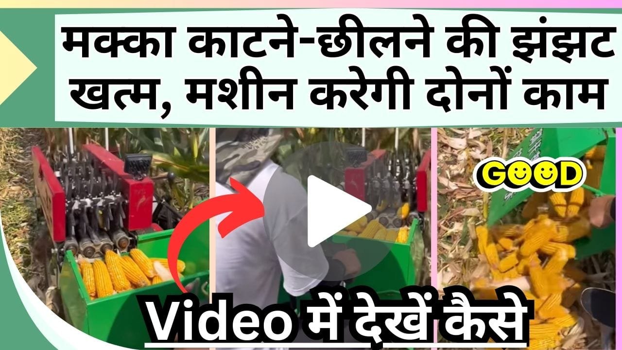 मक्का काटने-छीलने की झंझट खत्म, मक्का काटने की मशीन करेगी पूरा काम, Video में देखें कैसे