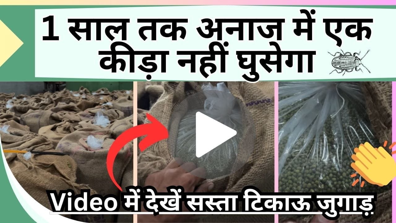 1 साल तक अनाज में एक कीड़ा नहीं घुसेगा, ये है अनाज रखने का सस्ता टिकाऊ जुगाड़, Video में देखें कैसे रखना है अनाज
