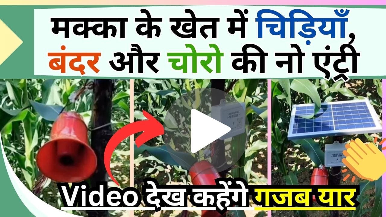 मक्का के खेत में चिड़ियाँ, बंदर और चोरो की नो एंट्री, ऐसा जुगाड़ सबकी कर देगा हवा टाइट, Video देख कहेंगे गजब यार