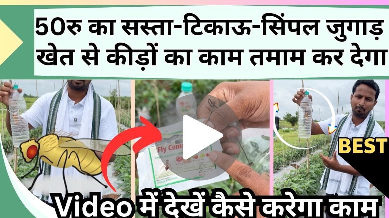 50 रु का जुगाड़ 1 एकड़ के खेत से कीड़ों की करेगा छुट्टी, Video में देखें मक्खी नियंत्रण कैसे करेगा काम
