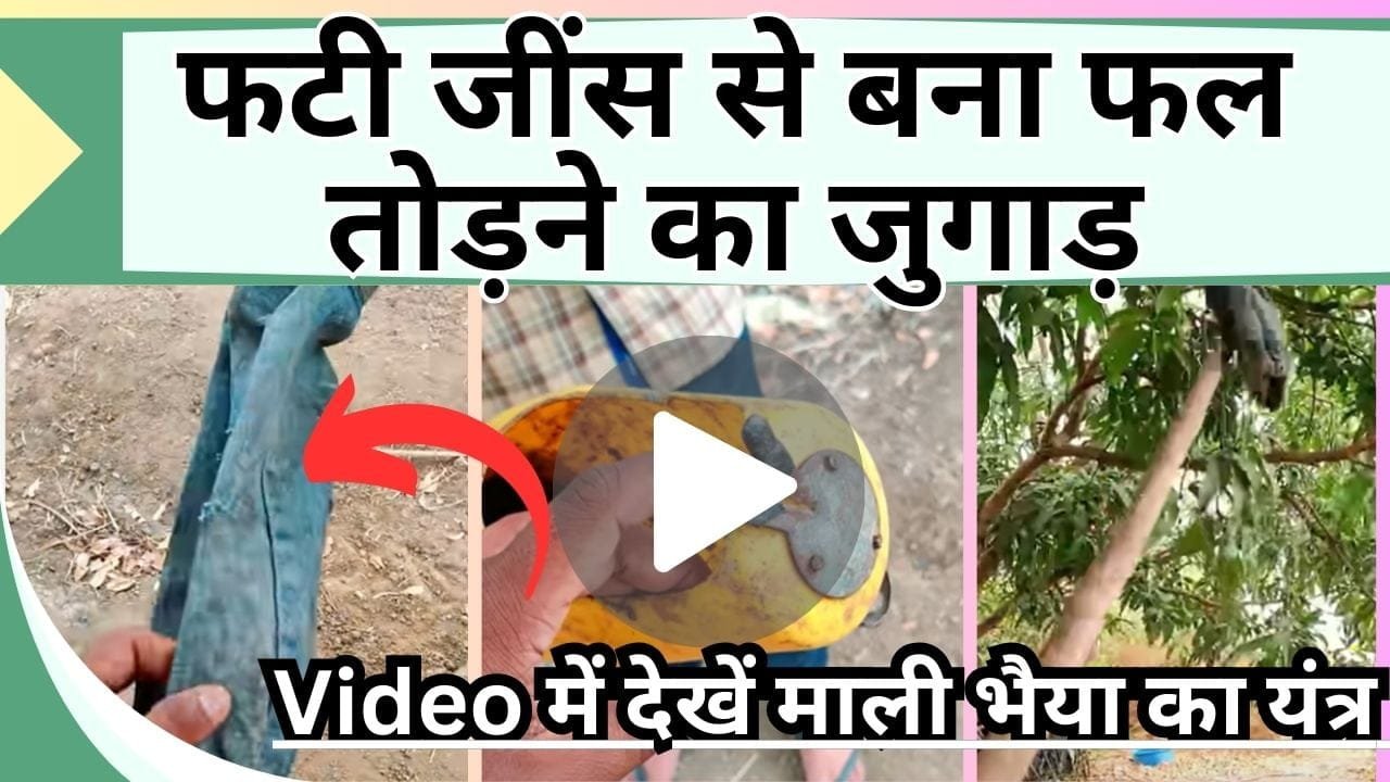 फटी जींस से बना आम तोड़ने का जुगाड़, Video में देखें माली भैया का फल तोड़ने का टिकाऊ यंत्र