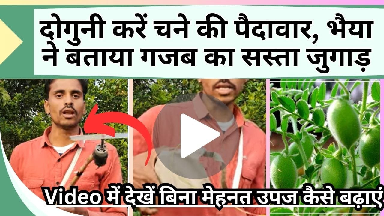 दोगुनी होगी चने की पैदावार, भैया ने बताया गजब का सस्ता जुगाड़, Video में देखें बिना मेहनत उपज कैसे बढ़ाएं