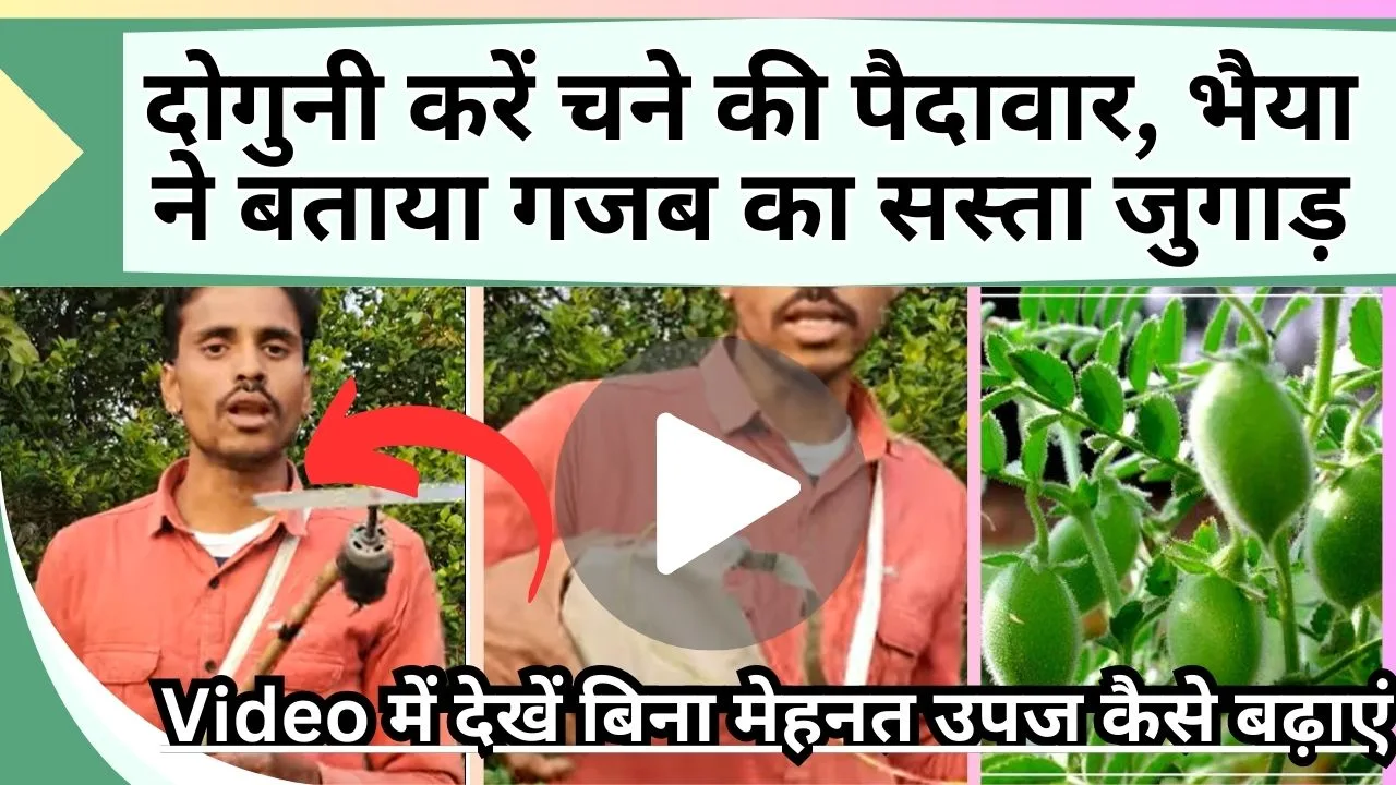 दोगुनी होगी चने की पैदावार, भैया ने बताया गजब का सस्ता जुगाड़, Video में देखें बिना मेहनत उपज कैसे बढ़ाएं