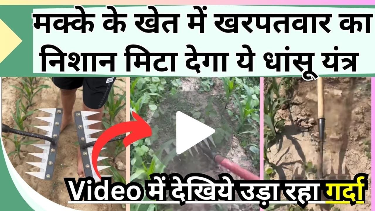 मक्के के खेत में खरपतवार का निशान मिटा देगा ये धांसू टूल, Video में देखिये उड़ा रहा गर्दा, जानिये कहाँ मिलेगा