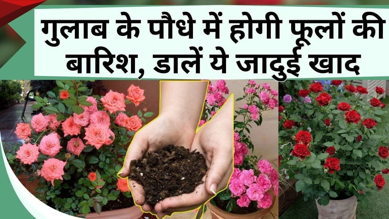 गुलाब के पौधे में होगी फूलों की बारिश, डालें ये जादुई खाद, जानें गुलाब के पौधे में किन बातों का रखें ध्यान