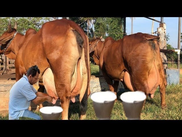 लाल सोना साबित हो रही इस नस्ल की पशु रोजाना देती है 20 लीटर तक दूध,मोटा मुनाफा लेने के लिए इस पशु को पाले किसान,जाने नाम,कीमतऔर नस्ल के बारे में