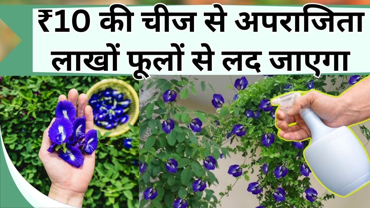 ₹10 की चीज से अपराजिता लाखों फूलों से लद जाएगा, फूलों की बौछार देख जल जाएंगे पड़ोसी