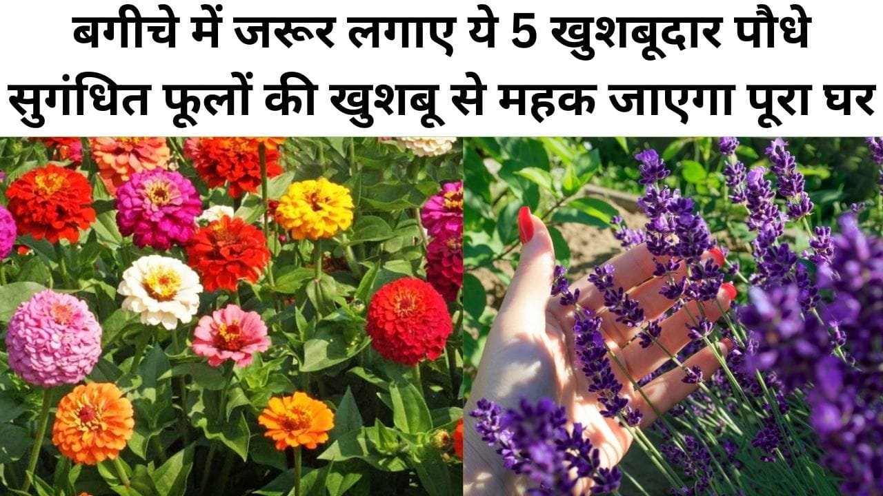 बगीचे में जरूर लगाए ये 5 खुशबूदार पौधे, इनकी सुगंधित फूलों की खुशबू से महक जाएगा पूरा घर, जाने पौधों के नाम